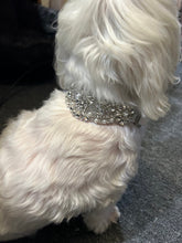 Load image into Gallery viewer, Personalised Luxury Velvet Dog Collar: Silver Rhinestones &amp; Pearls, Wedding Pet Collar
